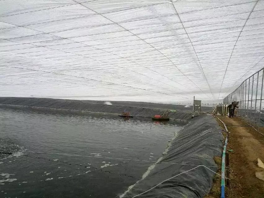 水產養殖使用臭氧發生器進行水處理殺菌消毒的應用方案